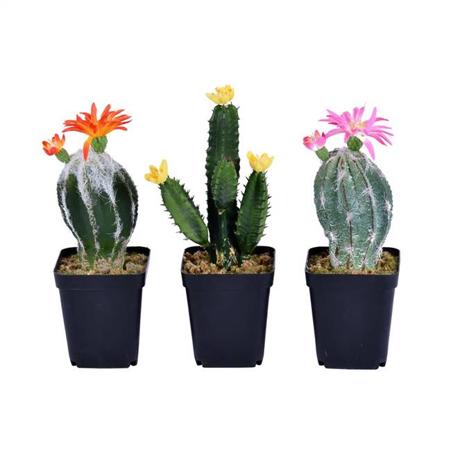 8"Green Potted Cactus Set/3