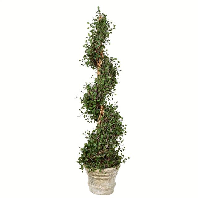 50" Potted Angel Vine Spiral