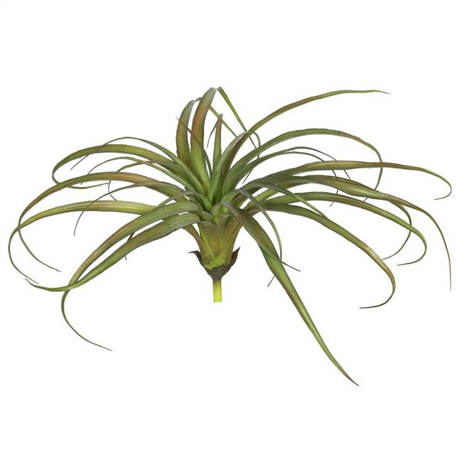 7" Tillandsia-Autumn Green (PK/3)