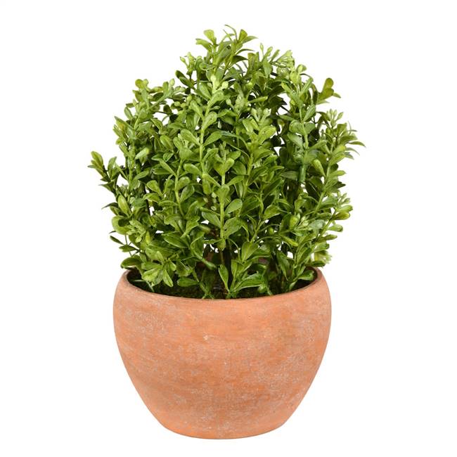 10" Green Boxwood Moderne Bush/Container