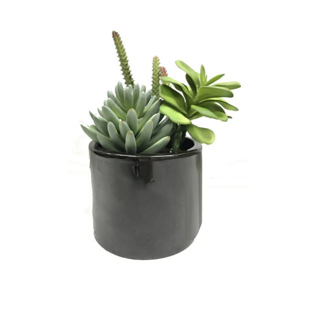 8" Green Succulents in Cement Pot