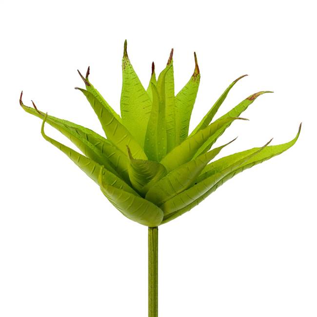 6" Green Aloe Pick (3/Pk)