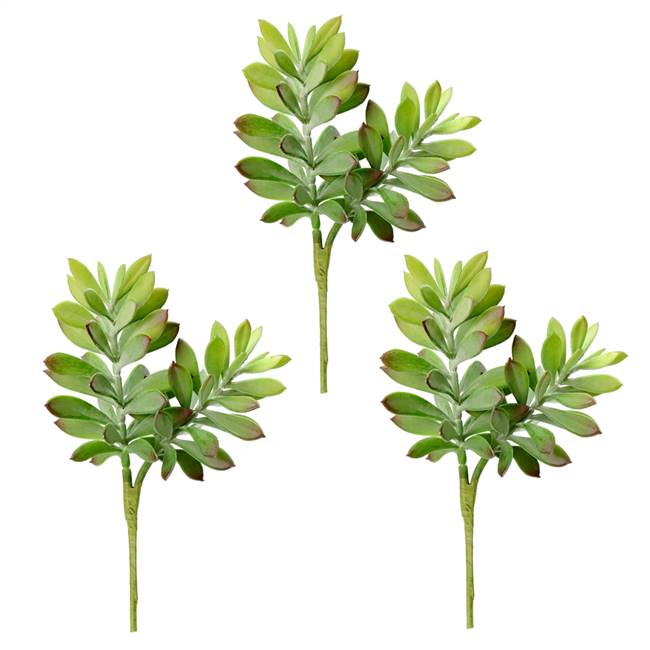 10" Green Crassula Tetragona Pick (3/Pk)