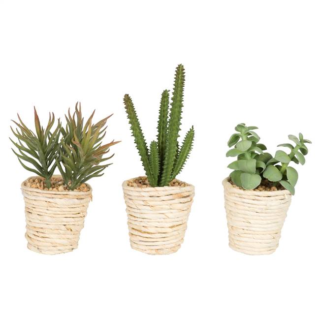 5"  Potted Succulent Cactus Asst Set/3