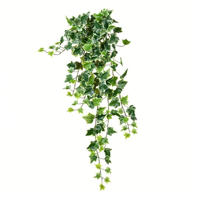 34" Varigated Green Ivy Hanging Bush