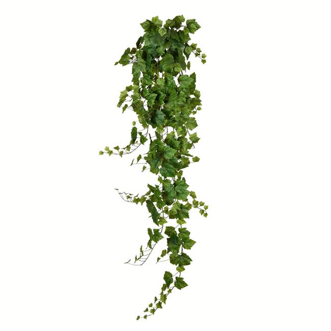 6' Green Grape Ivy Hanging Bush