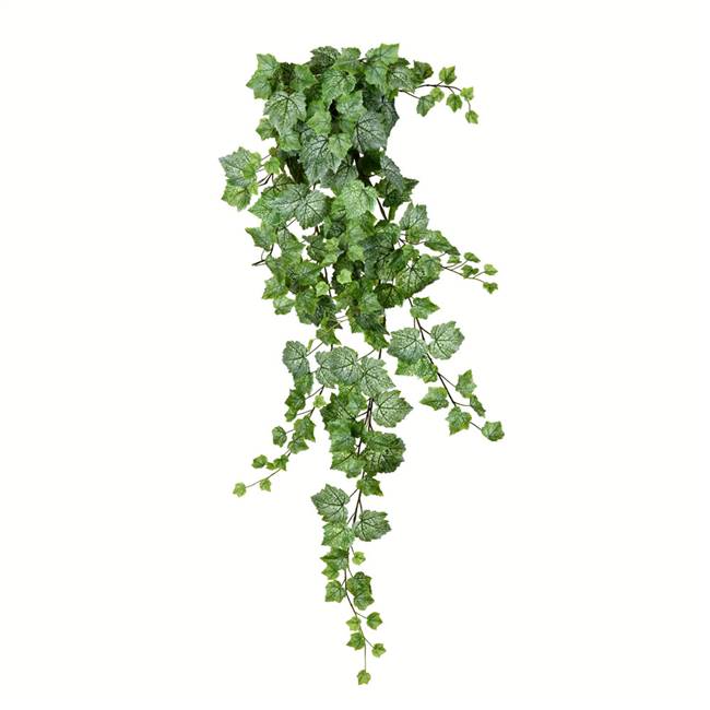 51" Green & White Grape Ivy Hanging Bush
