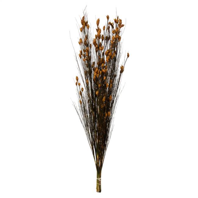 36-40" Bell Grass w/Aspen Gold Pod