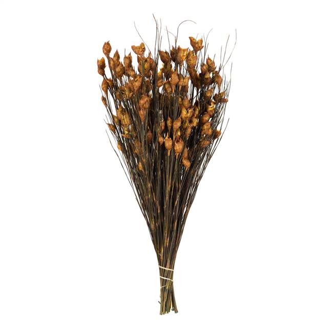 15-20" Bell Grass w/Aspen Gold Pods