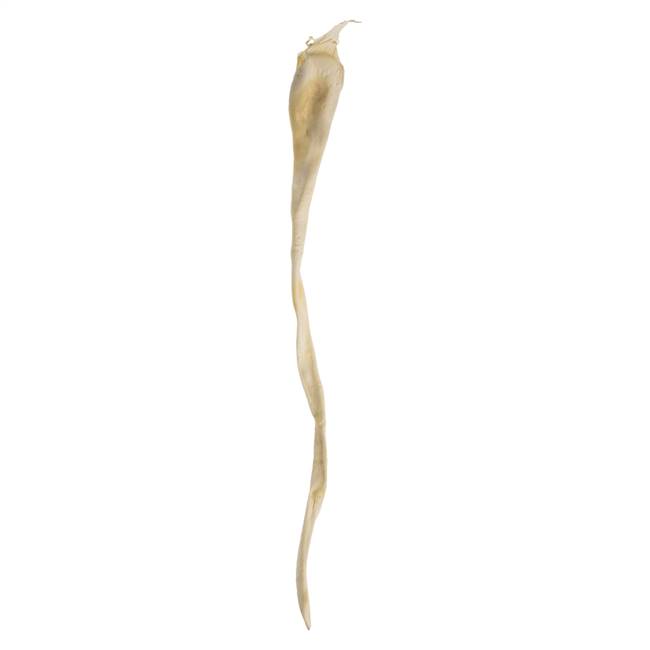 36-38" Bleached Sea Kelp - 1/Pk