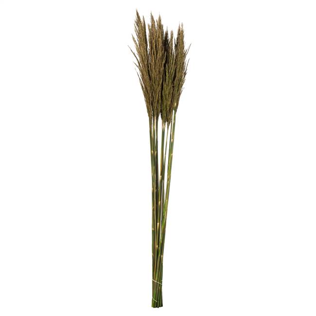 36-40" Natural Green Plume Reed Bundle