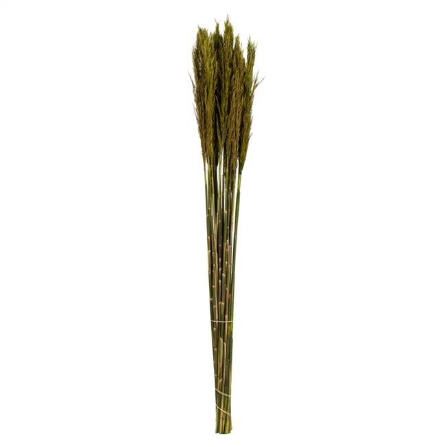 36-40" Green Plume Reed Bundle