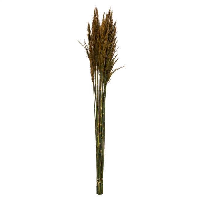 36-40" Aspen Gold Plume Reed Bundle