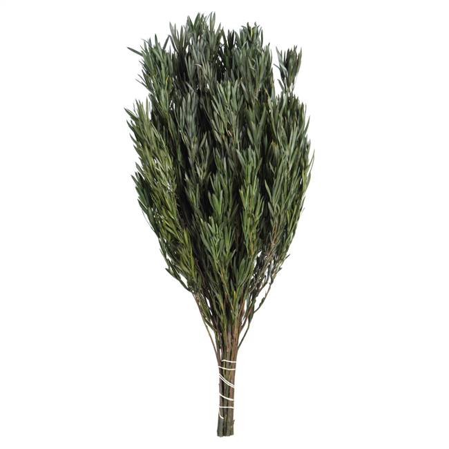 12-20" Green Salignum Bundle