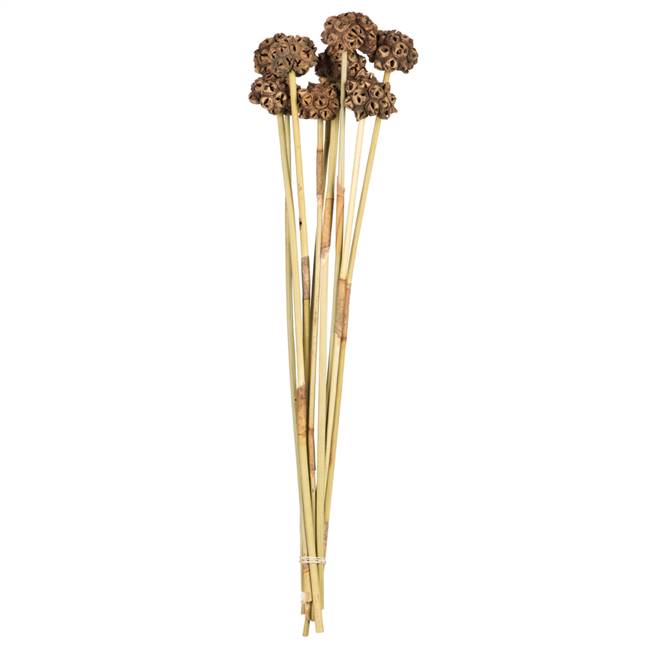 18-24” Natural Spider Knobs on Reed Stem