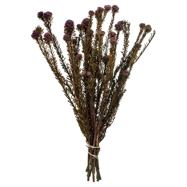 12-18" Violet Tortum Bundle