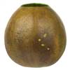 6-7" x 6-8" Basil Bacacuia Gourd