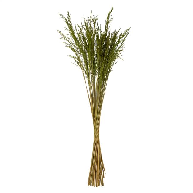 36-40” Green Congo Grass Bundle