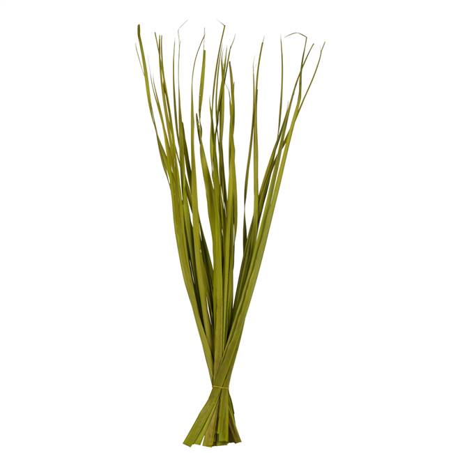 36-40" Basil Rush Grass - 7 oz.