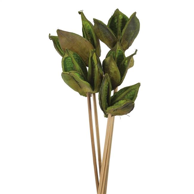 16" Basil Sora Pod on Stem - 5/Pk