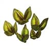 3-4" Light Basil Sora Pods 25/Bulk Case