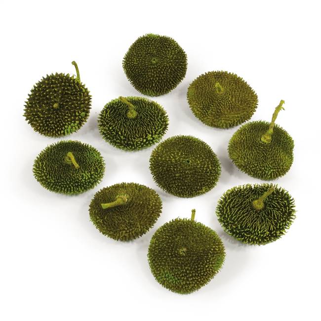 1.5-2" Basil Spiny Disc 15/Pack