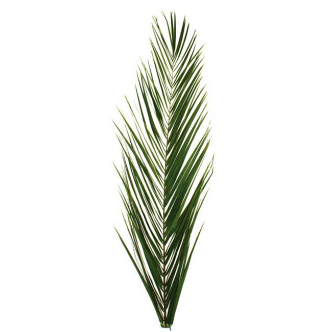 40-48" Grn Phoenix Date Palm Frond 70/Bx