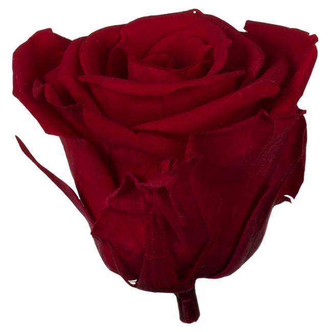 2.5-3" Red Standard Rose Head - 6/Box