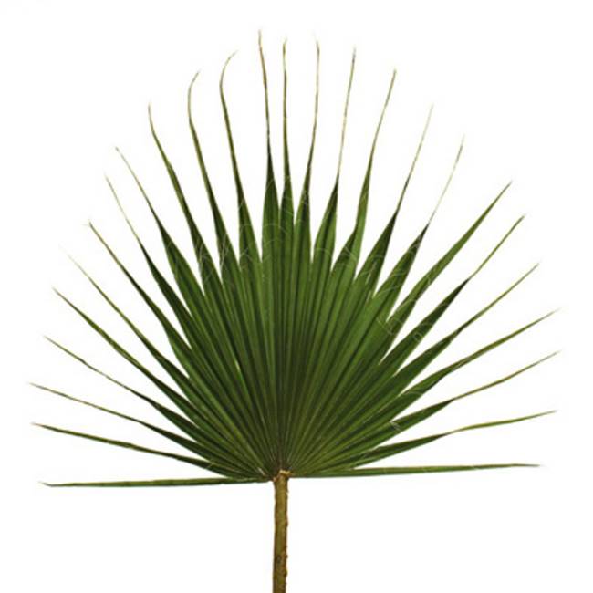 47-55" Grn Washingtonia Palm Frond 30/Bx