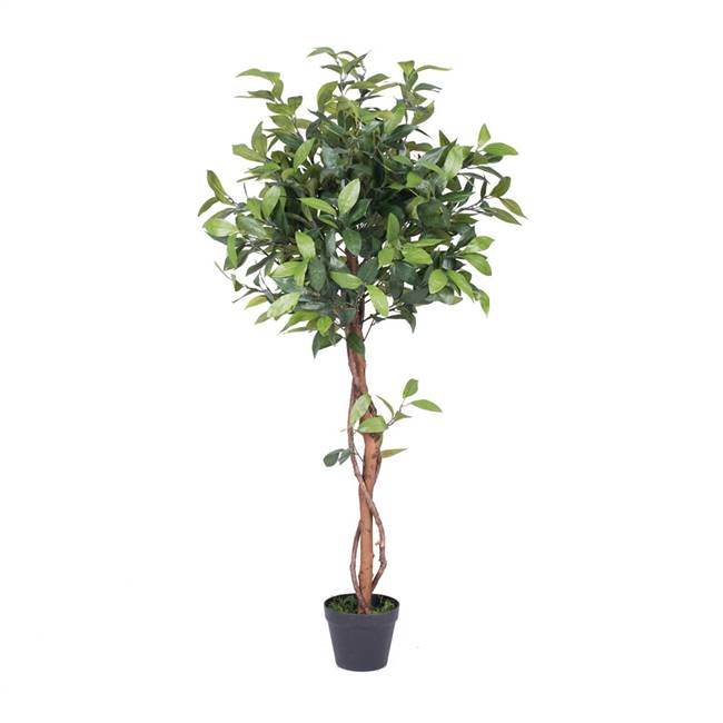 50"  Camellia Tree in Pot