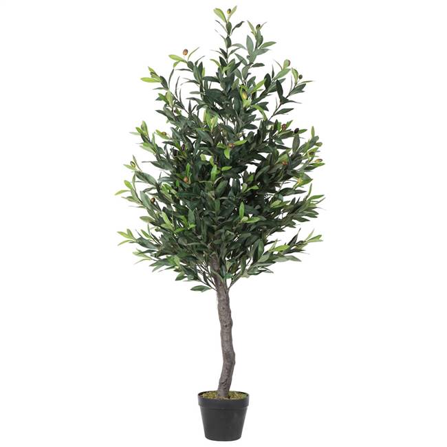50"  Olive Tree in Pot