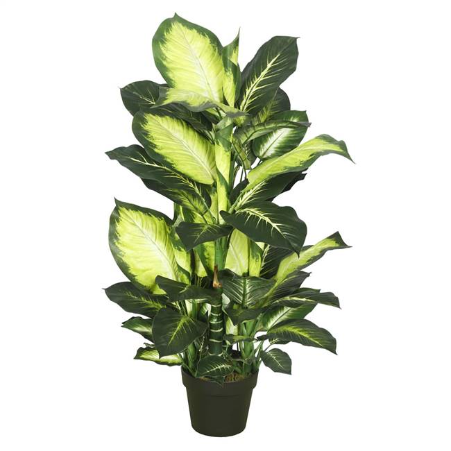 40" Dieffenbachia w/pot-Green White