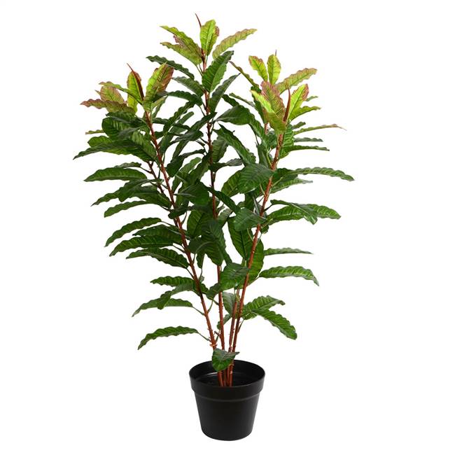 34" Green Myrtle in Pot 125 Lvs Real Tch