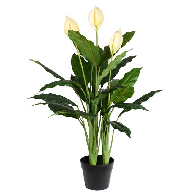 37" Green Peace Lily in Pot 27 Leaves
