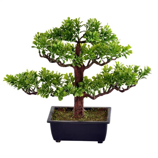 10" Potted Murraya Bonsai Tree
