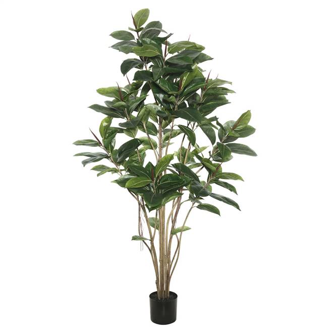 6' Potted Rubber Tree W/185 Lvs-Green