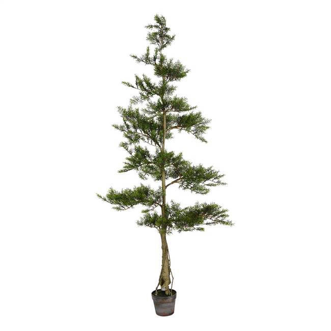 6' Potted Cedar Tree 390Lvs