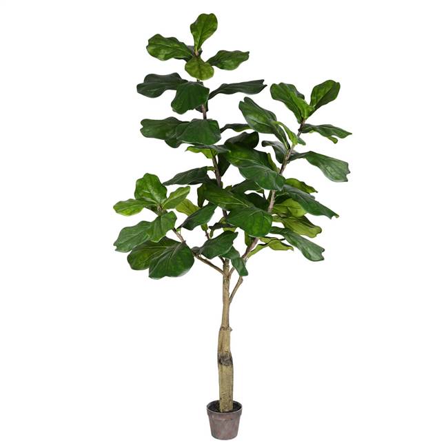 6' Potted Fiddle Tree 65Lvs