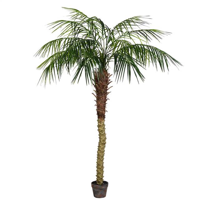 6' Potted Pheonix Palm Tree 545Lvs