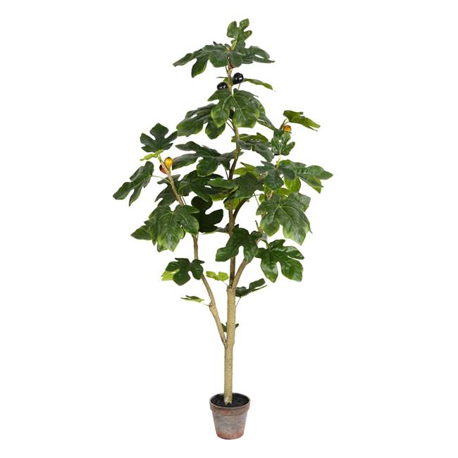 4' Potted Fig Tree 45Lvs