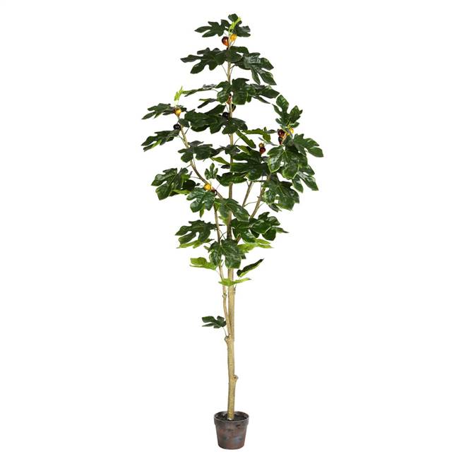 6' Potted Fig Tree 71Lvs