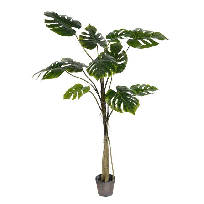 54" Potted Grand Split Philo Tree 11Lvs