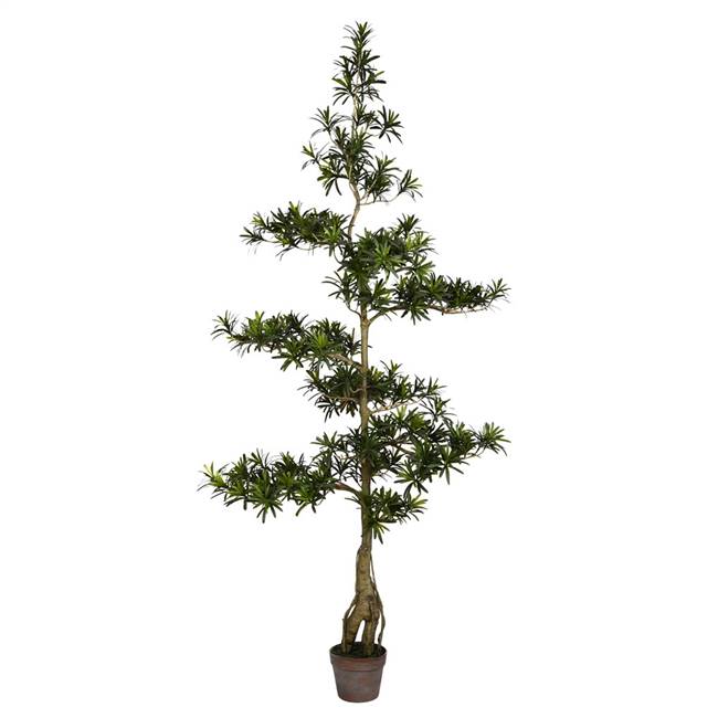 6' Potted Podocarpus Tree 4020Lvs