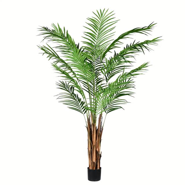 6' Potted Areca Palm 567 Leaves