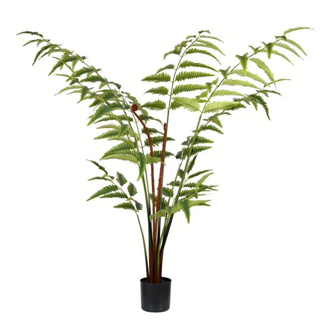 4' Potted Leather Fern 129 Leaves