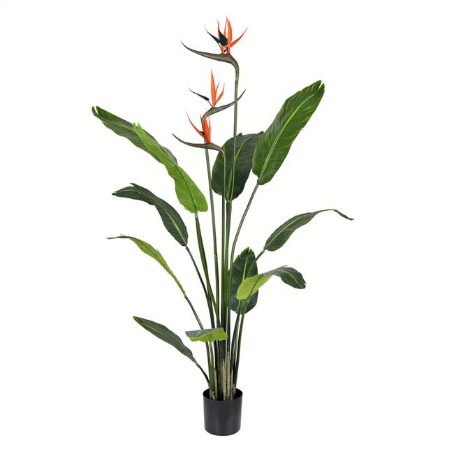 4' Potted Bird of Paradise Palm 11 Leave