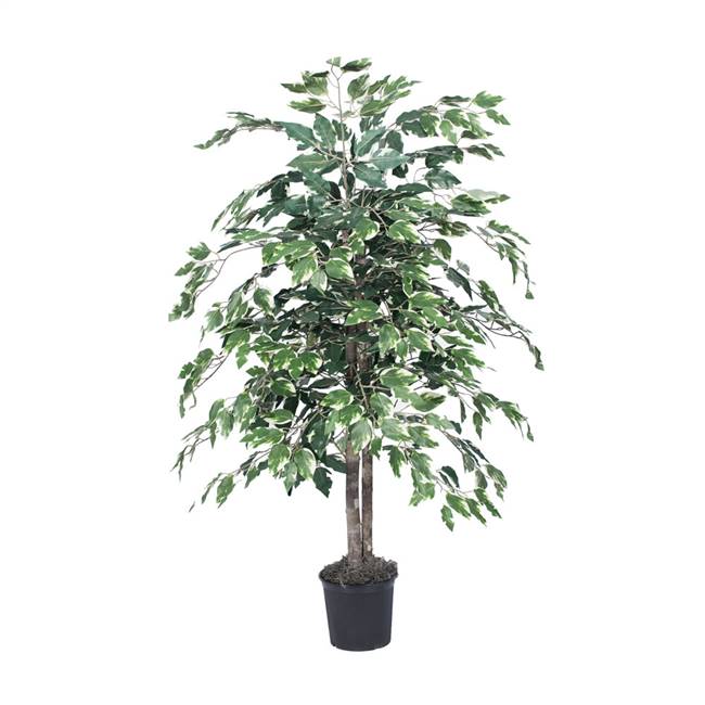 4' Variegated Ficus Bush