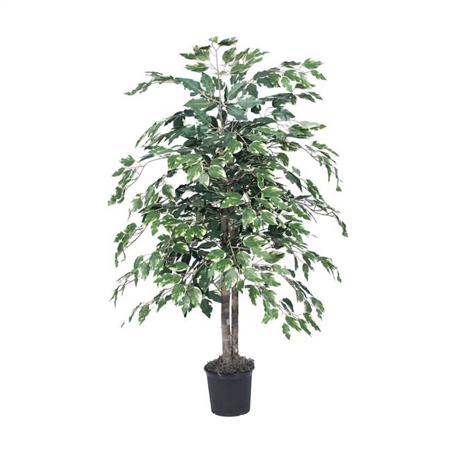 4' IFR Varigated Ficus Bush in Blk Pot