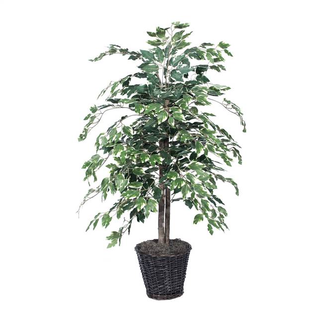 4' Variegated Ficus Bush