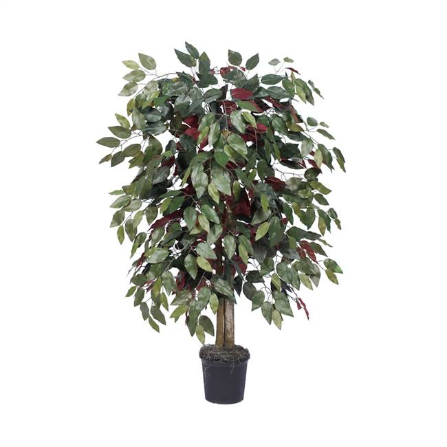 4' IFR Capensia Bush in Blk Pot